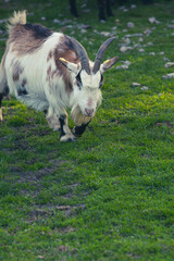 Fototapeta premium white goat with horns running toward camera