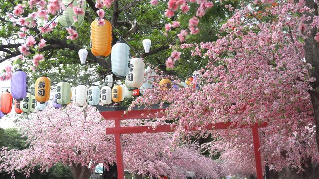 Various colored Japanese lanterns that decorate the cherry blossoms in rows. The text on the lantern is in Japanese Sushi.