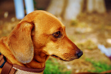 portrait of a red dachshund on a background of trees in the afternoon