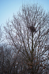 Fototapeta premium Bird's nest in the crown of a tree without leaves.