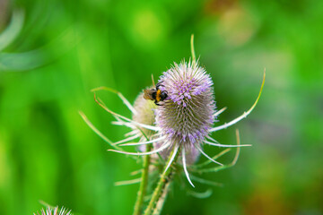 bee collecting pollen from a thistle blossom