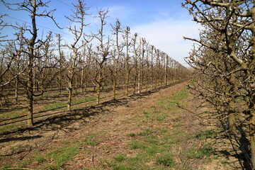 Obraz premium Apple garden in the spring.