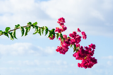 Beautiful flower against blue sky