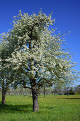 In springtime, blooming fruit trees stand against a blue sky on an orchard meadow in southern Germany