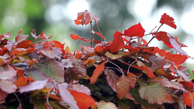 beech hedge in summer, Fagus sylvatica 
