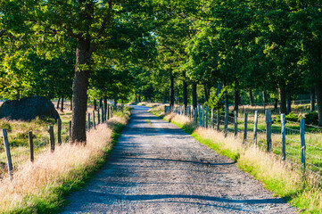 Gravel road in summer forest