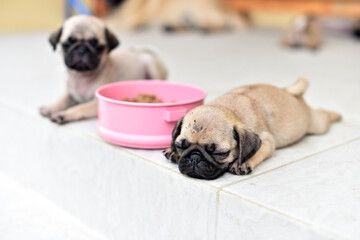 Cute puppies Pug sleeping together in front of house after eat feed