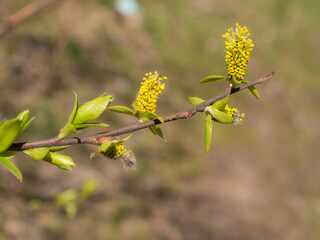 willow branch with buds and leaves