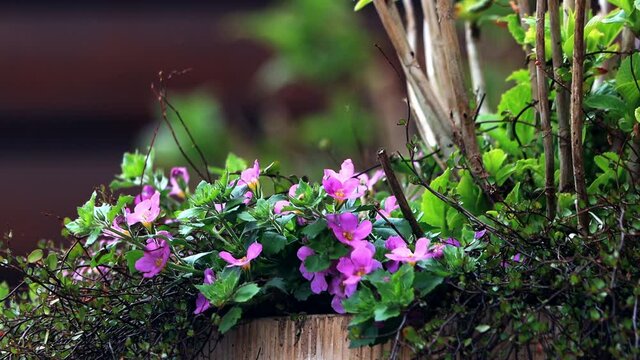 flower bacopa pink violet in spring
