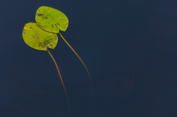 Two green water lily leaves