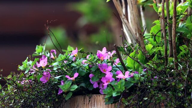 flower bacopa pink violet in spring
