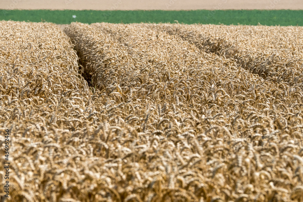 Wall mural field of wheat