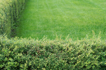 View of an evenly trimmed deciduous shrub growing in a dense wall