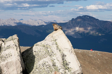Whistling Marmot on Mountain Top