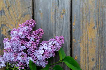 Fototapeta na wymiar The beautiful violet lilac on a wooden background