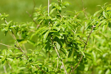 close up of fresh herbs in the garden