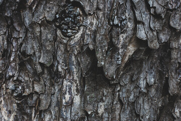 Tree bark texture background with copy space