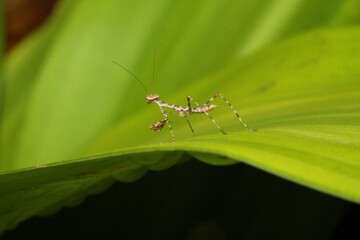 Baby mantis