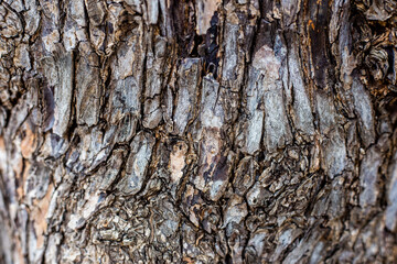Tree bark texture background with copy space