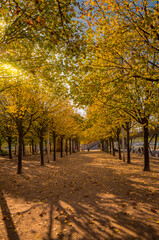 Autumn view from a park in Paris France