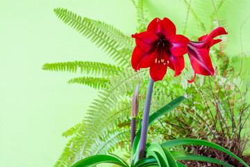 Red amaryllis on a green background among indoor flowers.