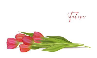 Realistic vector tulips set. Not trace. Realistic vector tulips set on transparent background.