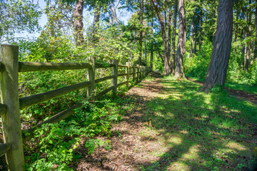 Wooden Fence And Path 2