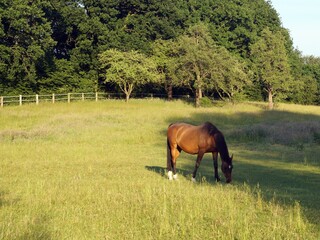 Horse in the meadow