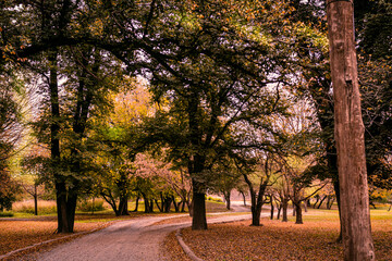 alley in autumn