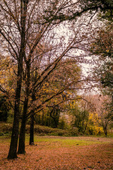 Fototapeta premium autumn in the park