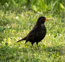 Amsel