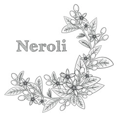 Orange blossom wreath line art template with flowers, buds and leaves. Wedding invitation card with fleur d'orange. Neroli design composition. Vector illustration
