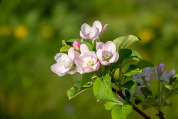 Spring blossom: branch of a blossoming apple tree on garden background