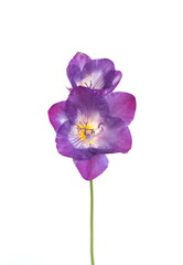 Fototapeta premium Blossom of violet Freesia, genus Anomatheca, on white background