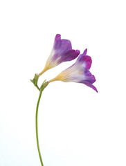 Blossom of violet Freesia, genus Anomatheca, on white background