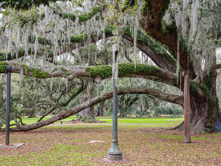 Large Live Oak Trees Draped in Spanish Moss with Branch Supports