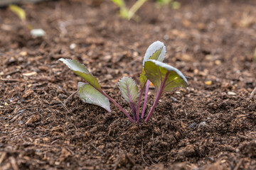 a young cabbage plant in a vegetable patch