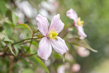 close up of a rosy clematis blossom