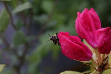 Shaggy bumblebee on a red rhododendron flower