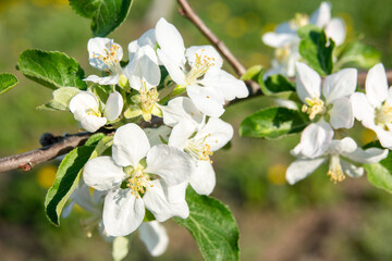 Spring blossom: branch of a blossoming apple tree on garden background