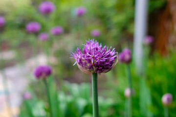 Fototapeta premium One head of wild onion on a blurred background of the vegetable garden