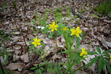 Yellow flowers in forest, buttercup anemone