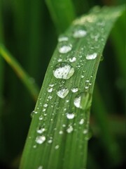 water drops on a leaf
