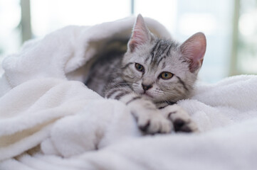 Cat American shorthair kitten looking