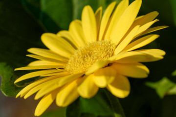 The flower of the yellow gerbera