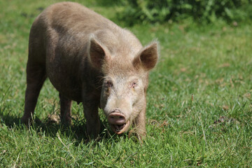 Hausschwein / Domestic pig / Sus scrofa domesticus