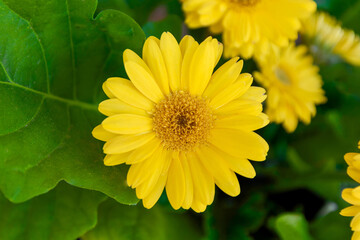 The flower of the yellow gerbera