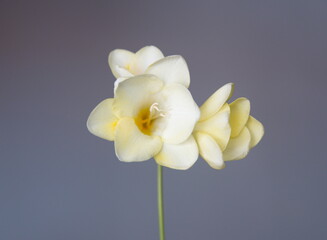Blossom of white Freesia, genus Anomatheca, on light background