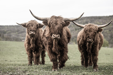 Drei schottische Hochlandrinder