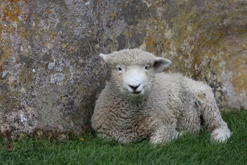 Romneyschaf / Romney sheep / Ovis.